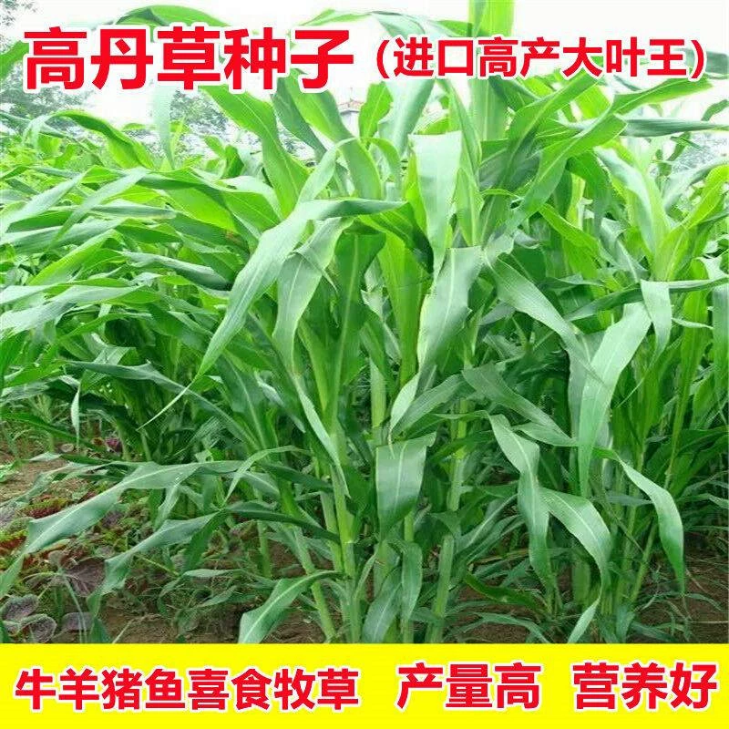 Гибридный Гаодан Король Семена Трав Судан Семена Травы Четыре Сезона Высокоурожайные Семена Корма Свинья Крупный Рогатый Скот Овцы Рыба Кролик Семена Травы