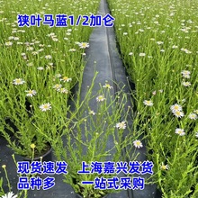 �M�~�R�{��������@�־��^�G�����R�m���������ͺ��͟��޸�����