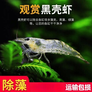 【夏季专供】耐活冷水黑壳虾活体包活到家|除藻神器|618限时特惠