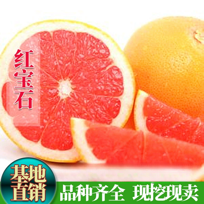 Саженцы красного грейпфрута из Тайваня, саженцы плодов грейпфрута, привитые деревья сладкого грейпфрута, саженцы грейпфрута с драгоценными камнями, саженцы фруктов в горшках