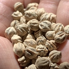 菩提手串盘串菩提批发百香籽散籽振百香籽散籽原籽多棱鬼脸散籽