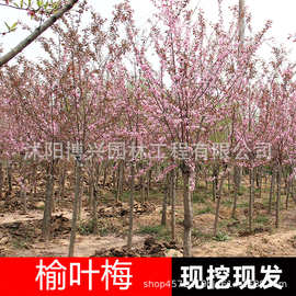 重瓣大花榆叶梅树苗批发公园绿化树苗庭园池畔观赏花卉植物小桃红