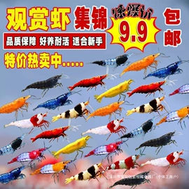 惯性回力玩具;玩具枪;积木类