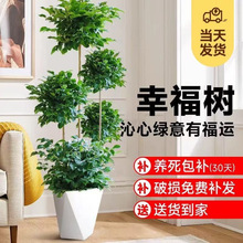幸福树客厅大盆栽室内大型老桩绿植办公室除甲醛四季常青好养植物