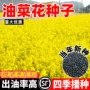 南方观赏高产榨油种籽
