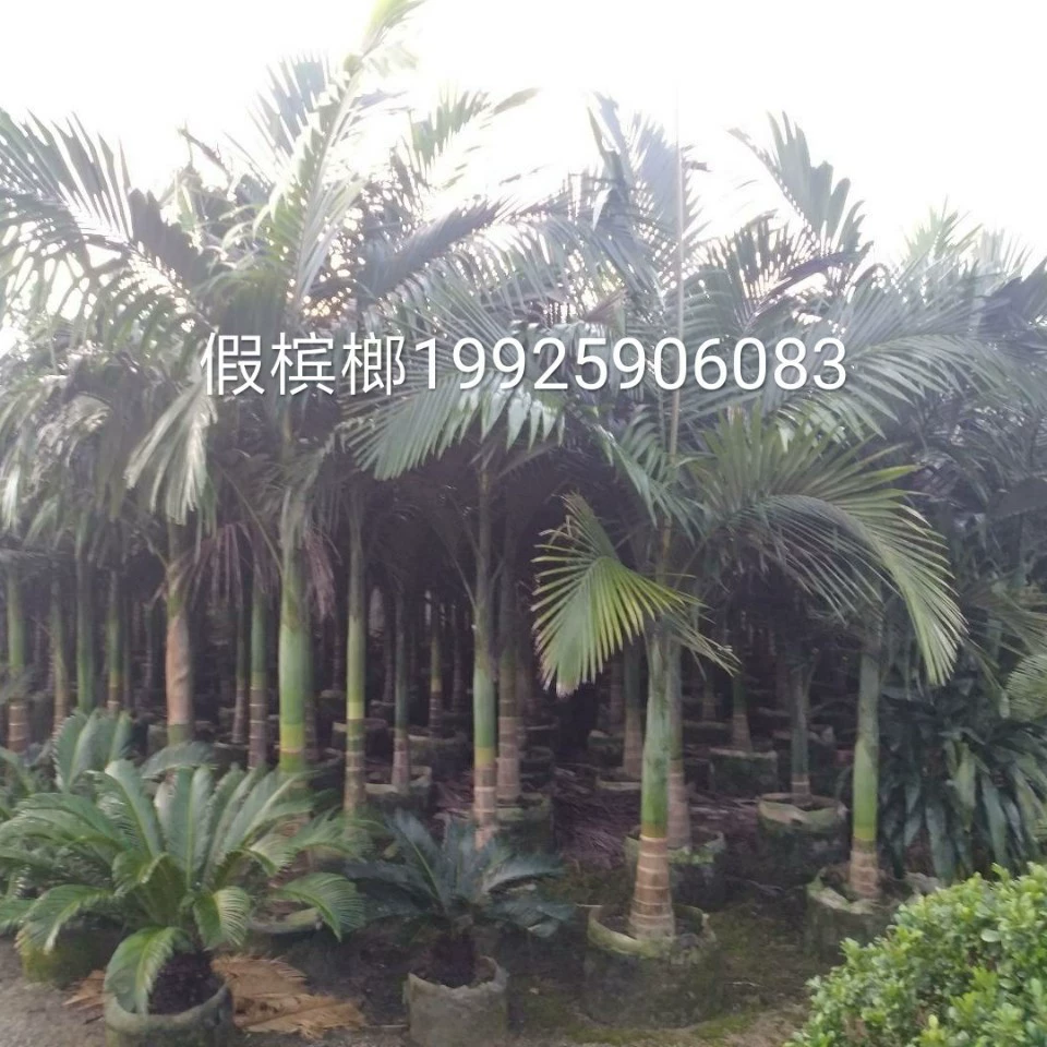 База оптовая поставка поддельных орехов бетеля 3-8 метров в мешках с саженцами пальмовых зеленых деревьев