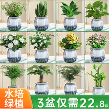 绿萝箩桌面植物发财树盆栽栀子花绿植花卉办公室内多肉水培好养活