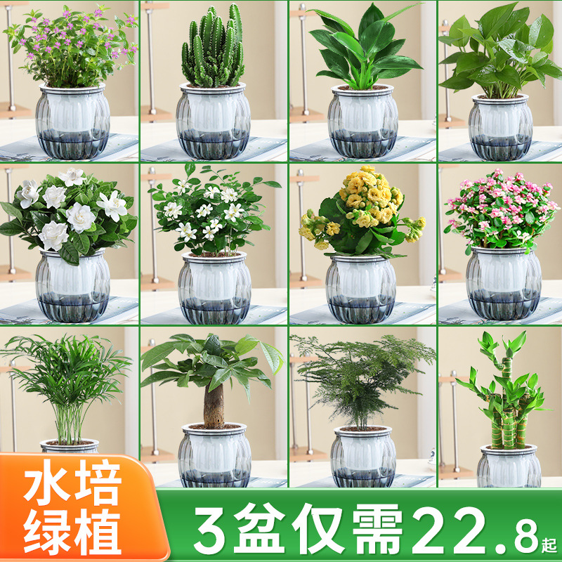 绿萝箩桌面植物发财树盆栽栀子花绿植花卉办公室内多肉水培好养活