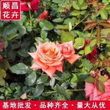 大花月季蔷薇花苗藤本月季庭院花园爬墙绿篱植物 阳台各种玫瑰