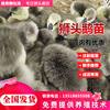 Goose Seedling hatchery Goose seedling breed technology Goose seedling wholesale Price Breed quickly