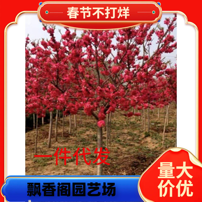 一件代发庭院观赏桃花红叶碧桃树苗紫叶碧桃苗工程绿化苗紫叶桃别