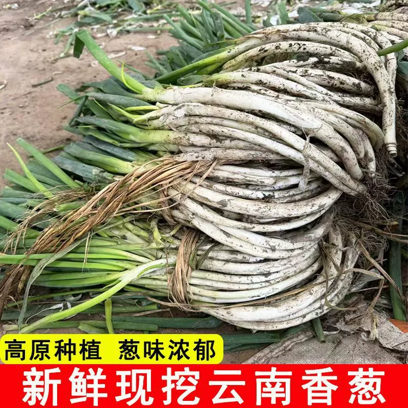 Старый сорт зеленого лука Юньнани, изогнутый лук, выращенный фермером, свежий альпийский чеснок, соус для заправки, сладкий лук, беловолосый лук, рассада почвенного лука.