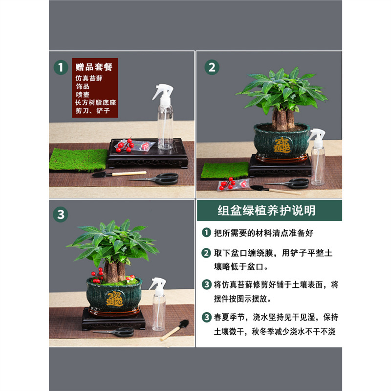 Money Tree Bonsai Indoor Fortune Tree Office Fortune Plant Evergreen Easy-To-Care-For Flower for All Seasons Opening Potted Flower Money Tree Bonsai Indoor Fortune Tree Office Fortune Plant Evergreen Easy-To-Care-For Flower for All Seasons Opening Potted Flower