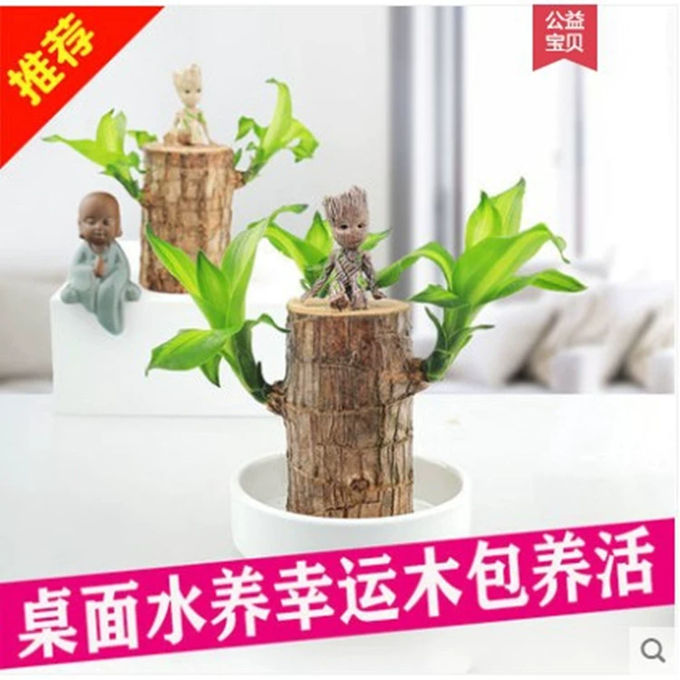 Подъем воды Brazil Wood Lucky Wood крытый балкон офис Настольный Гидропоника хорошо кормить зеленые растения маленький горшок Groot