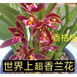 Blooming in All Seasons, Shang Ge, Fragrant Imperial Concubine, Very Fragrant, Blooming in the Current Year, Full House, Fragrant Indoor Zhen Ting