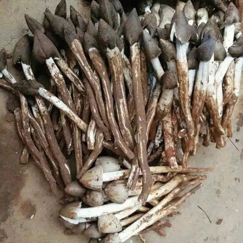 正宗鸡枞新鲜种家种包伞把菇纯野生菇三塔荔枝四季种1|undefined