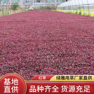 Yard Greening Seedlings Seasonal Red Grass Five-Color Grass Base Wholesale Red Grass Red Plug Seedlings Engineering Lawn Greening Seedlings
