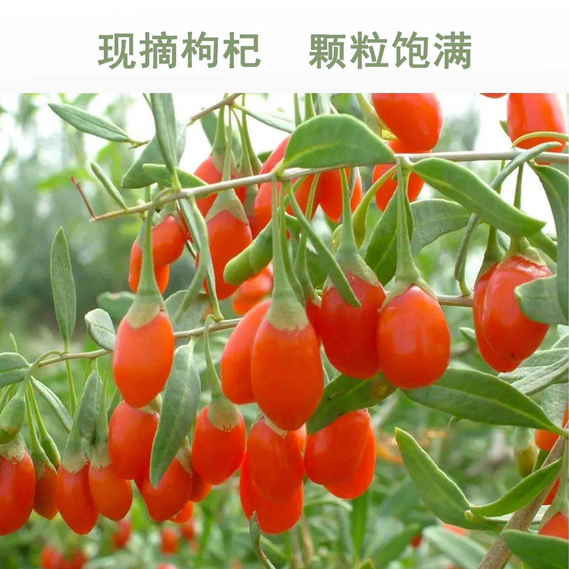 El puré de Wolfberry rojo está recién recogido y hecho, y el sabor es mejor cuando está maduro