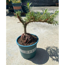 玫红老庄重瓣太阳花多宿根植物绿植花卉盆栽多年生长四季开花带根