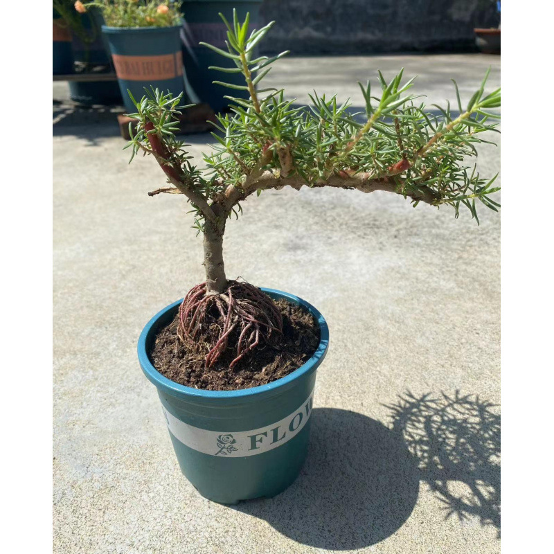 玫红老庄重瓣太阳花多宿根植物绿植花卉盆栽多年生长四季开花带根