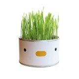 PURROOM Семена консервированных куриных котов