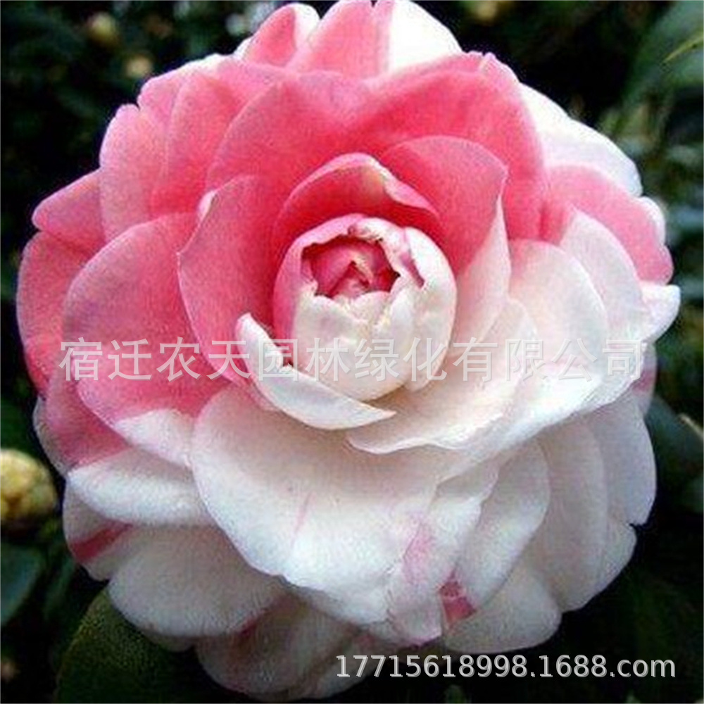 茶梅盆栽鸳鸯山茶花盆栽带花苞五色赤丹花卉绿植物室内浓香型树苗