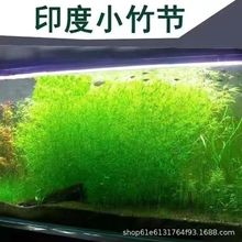 ӡ��С��10-25cm�񹝲�ˮ�Ż��w����~��ˮ�����쾰�G�մ��l