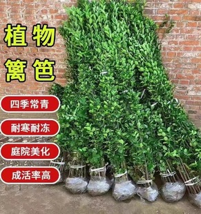 Hokkaido Boxwood Seedlings Fence Fence Courtyard Greening Boxwood Seedlings Evergreen Large-Leaf Upright Holly Saplings All Year Round