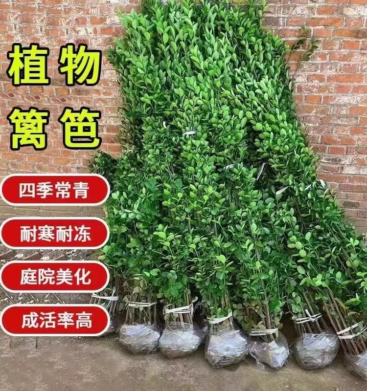 Хоккайдо Самшит рассада забор двор озеленение Самшит рассада вечнозеленый большой лист вертикально саженцы падуба