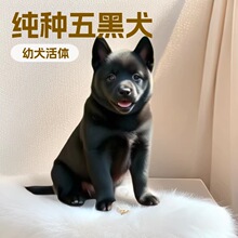 批发纯种五黑犬幼犬狗中型犬土猎犬田园犬活体宠物狗狗家庭伴侣犬