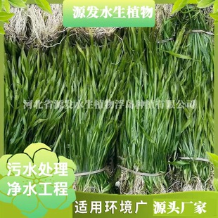 Undertake Bitter Grass, Black Algae, Hornwort, Foxtail, Water Spinach, Lotus, Water Spinach, Water Peanuts, Various Garden Aquatic Plants