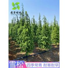 ѩɘɘСͥԺеͺļL}Qѩɘ