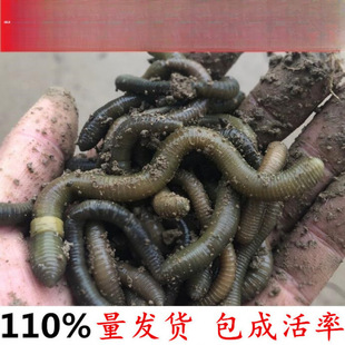 �����S�X��������������������������~�D�T�D