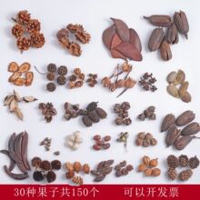 手工diy果子30种150个天然果实橡果松果幼儿园环创材料包拍摄道具