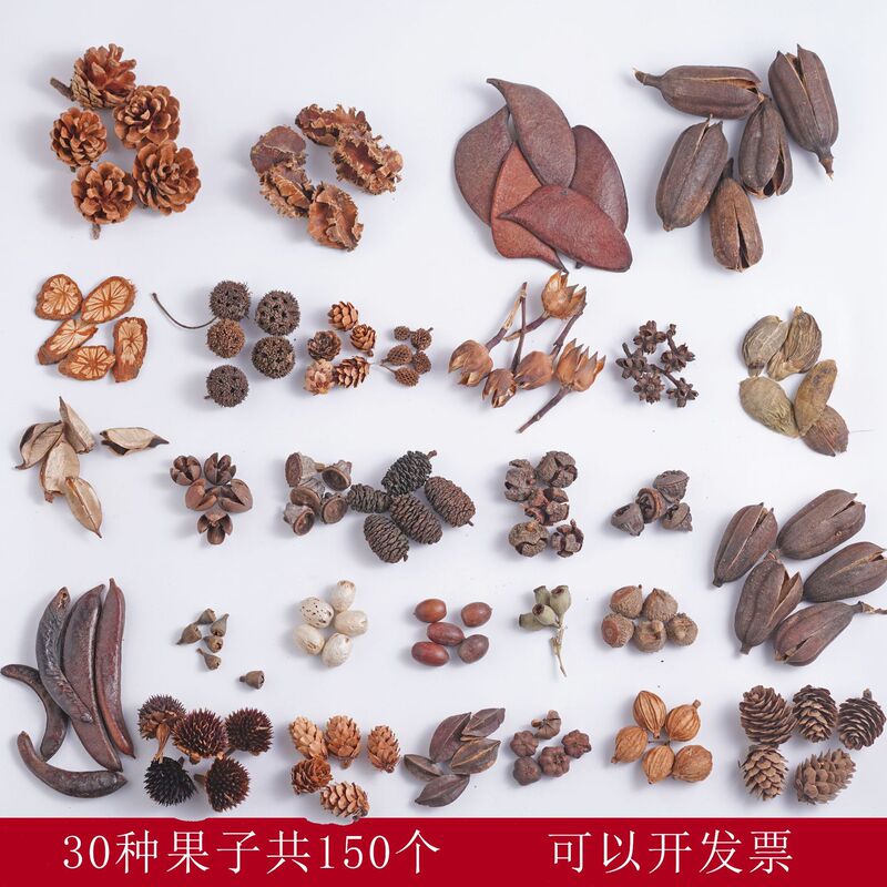 Handmade diy fruit 30 kinds of 150 natural fruit ACORN pine cone kindergarten ring creation material package shooting props