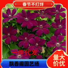 �Ї��t�F��ɏ���������绨�󻨽M�̨ͥԺ���������ٱ�����ֲ��