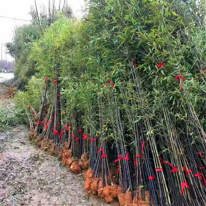 Бамбук, Purple Bamboo, Бамбуковая вилла Luohan, Дворовые растения, стены в горшках, вечнозеленые All Seasons, морозостойкие зеленые растения, большое количество льготного режима