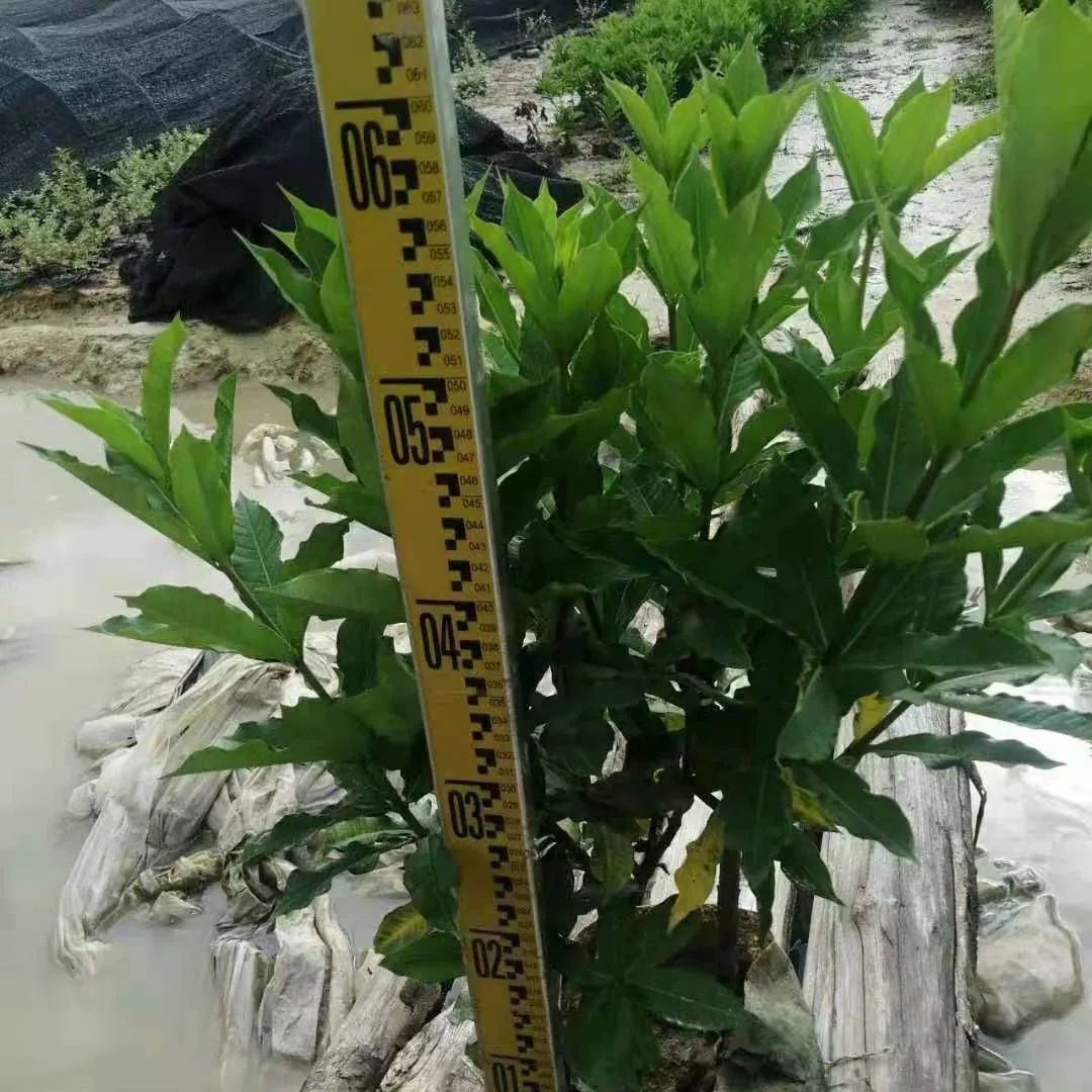 Жесткая ветка желтый Чан земля рассада небольшой горшок балкон Парк двор ландшафтный дизайн цветок зеркало ландшафтный дизайн Цветочный куст