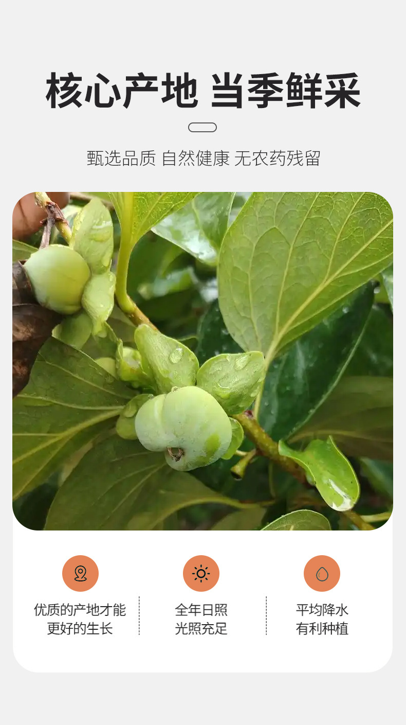 Ba Xian Guo Eight Immortals Fruit 500g Traditional Citrus Herbal Snack Loose Pack quality and texture