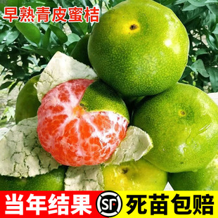 Extra-Early Maturing Tangerine Saplings, Rinan No. 1 Citrus Seedlings, Green-Skinned Tangerine Seedlings, Tangerine Saplings Planted in the Ground and Bear Fruit in the Same Year