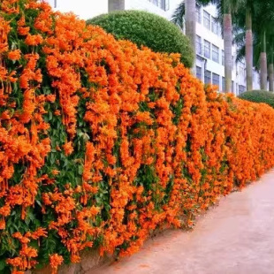 ��Ʒ���̻����ڻ������׻��ٱ���Ԯ�Gֲ������ͥԺ��̨����������