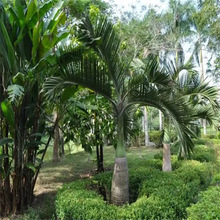 �²ɴ����طN�Ӵ���Ҭ���ؙ����ĹP��G����N�ӟᎧ��N