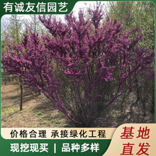 �������G������ͥԺ�����^�pֲ���ļ��_���Ϙ����̾G���@���L����