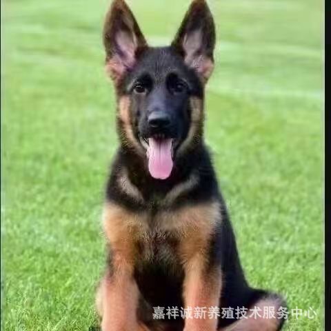 纯种德牧幼犬德国牧羊犬弓背黑背警犬大型犬狼看家护院