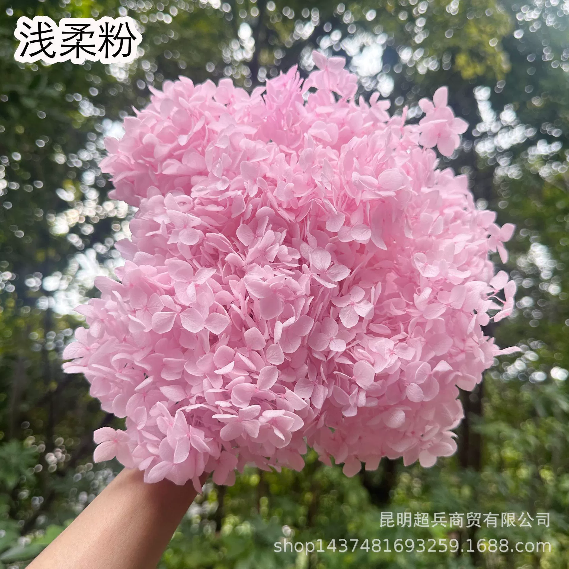 [Вечная Life Flower Hydrangea] Анна Градиентный цвет Лист Hydramid Книга цветов оптом DIY цветочная коробка материал для просмотра