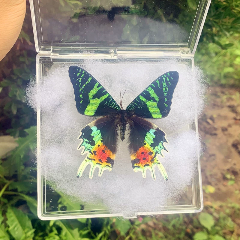 Праздничная подставка для бабочки Heaven Phoenix Butterfly Butterfly, образец настоящей бабочки с распростёртыми крыльями лунная сова пёстрый мотылёк, подарок на день рождения