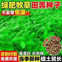田箐种子碱菁涝豆耐涝田青盐碱土壤改良牧草草籽果园固氮种籽绿肥
