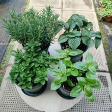 ��ʳ������������r�����㱡���_�ս𲻓Q���K�W�����ԽM��ˮ��