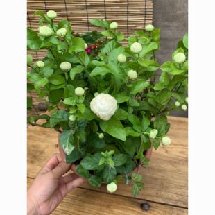 ���^���������������ذ�󻨰������ͻ��������̨�Nֲ����