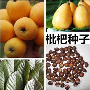 Loquat Seeds, Loquat Tree Species, Loquat Seedling Seeds, Fruit Tree Seeds, Big Five-Star Loquat, Red Gauze Loquat